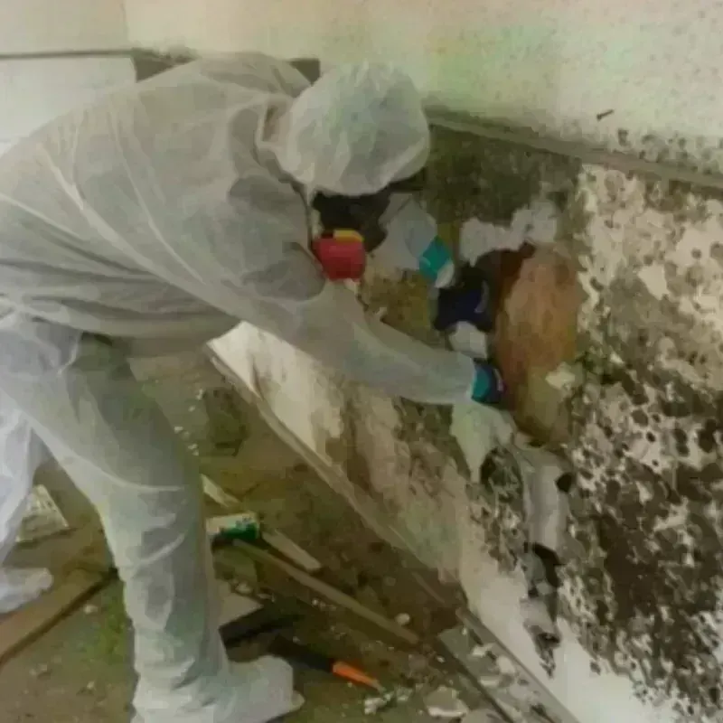 Mold Remediation and Removal in Broward County, FL